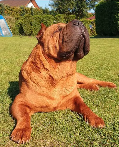 Shar Pei lying down on the green grass while looking up under the sun