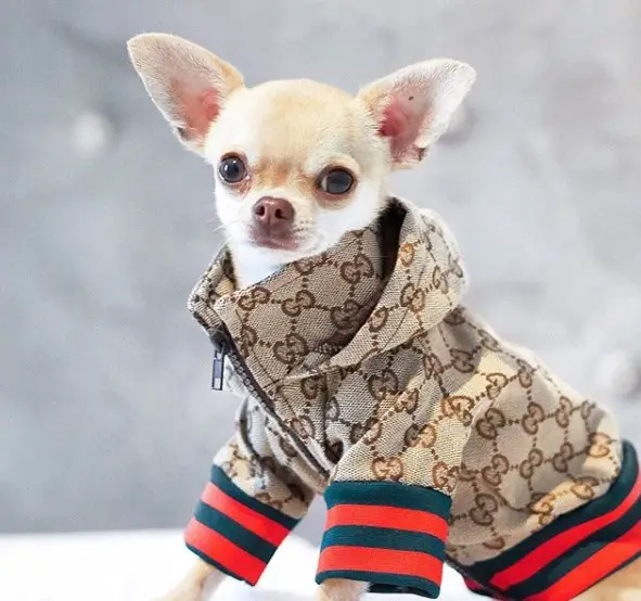 Chihuahua wearing a gucci jacket while sitting in snow