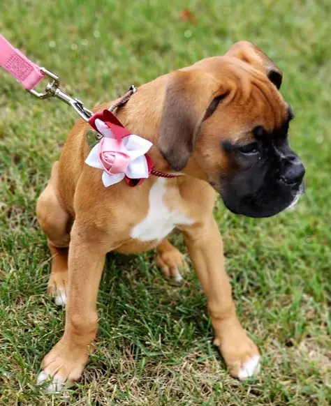A Boxer puppy sitting on the grass