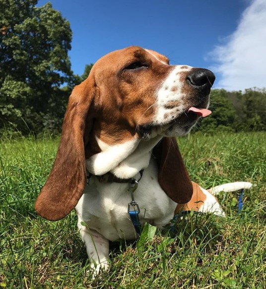 Basset Hound lying on the green grass while looking sideways and sticking its small tongue out