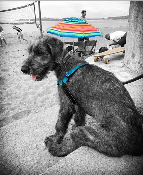 A black Irish Wolfhound sitting on the stairway by the beach