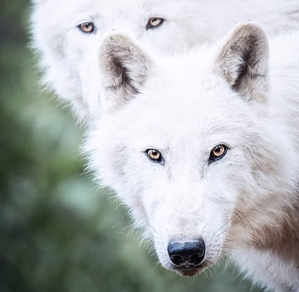 two staring white Wolves