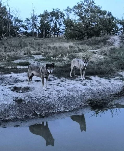 two Wolf standing by the lake in the forest