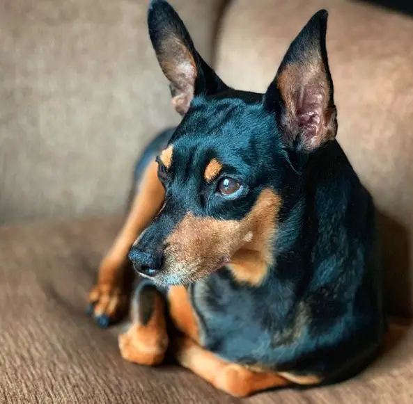 A Miniature Pinscher lying on the couch