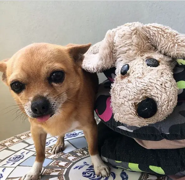Chihuahua standing on the table next to a dog stuffed toy