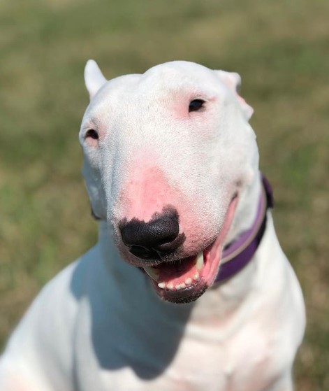A Bull Terrier Puppy sitting on the grass while smiling and under the sun