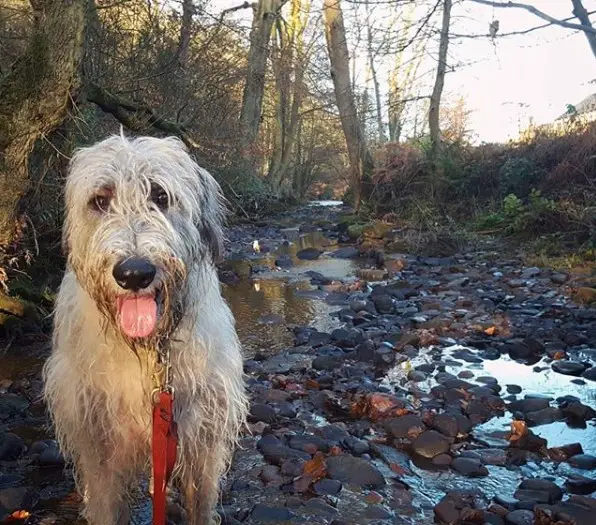 A damp Irish Wolfhound standing on the rocks with water in the forest