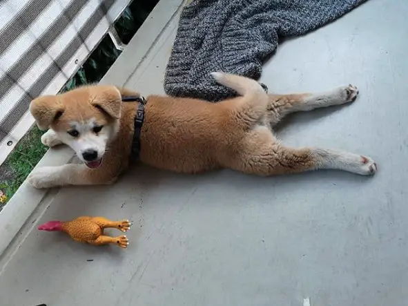 An Akita Inu lying on the floor next to its toy