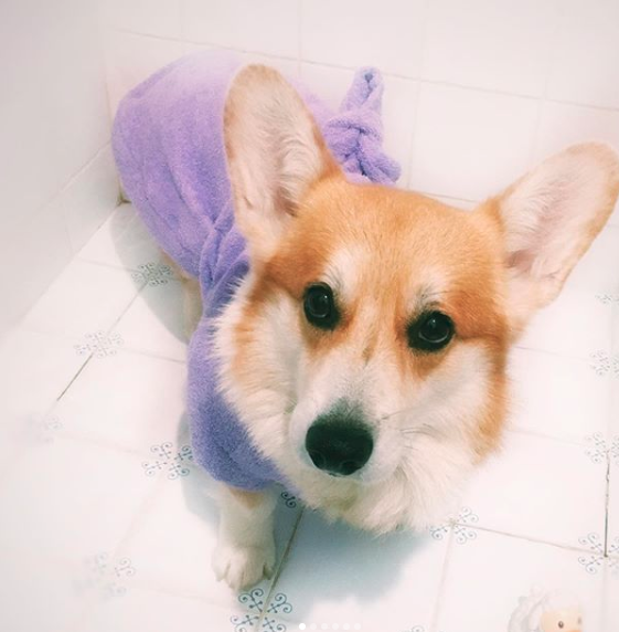 A Corgi wearing a purple bathrobe while standing in the bathroom