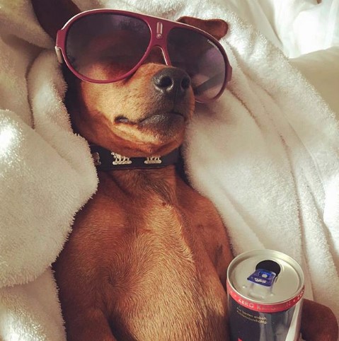 A Miniature Pincher wearing a sunglasses while sleeping on the bed with a soda in its paw
