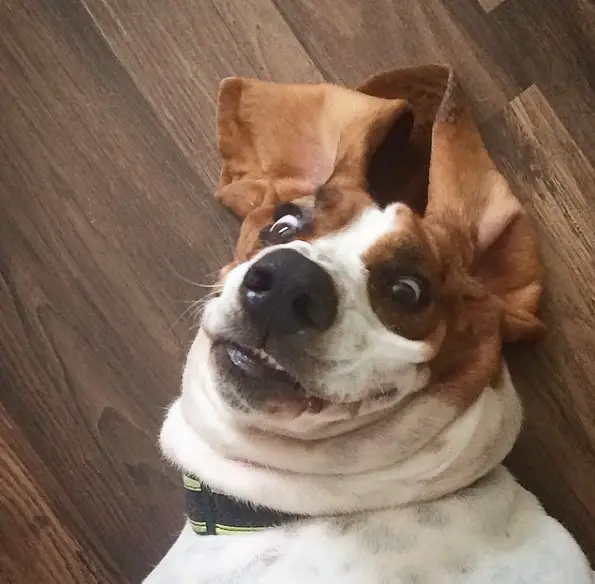Basset Hound lying on the floor with its funny face