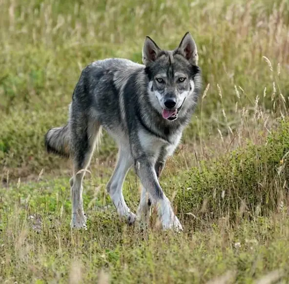 a wolf walking in the forest with its tongue out