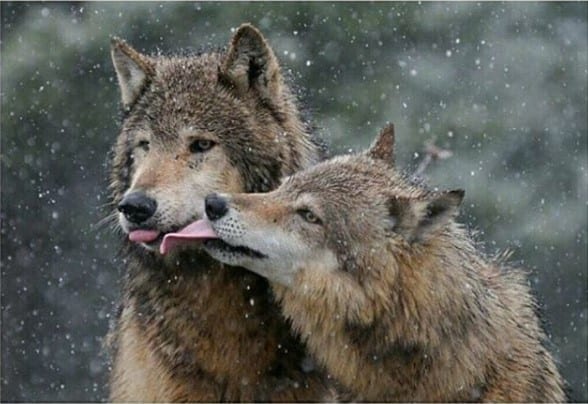 A Wolf licking the mouth of another Wolf in the forest during snow