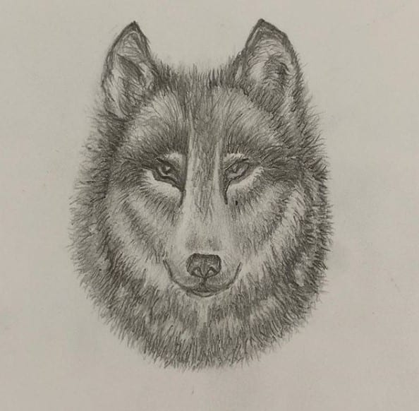 drawing of the face of a Wolf