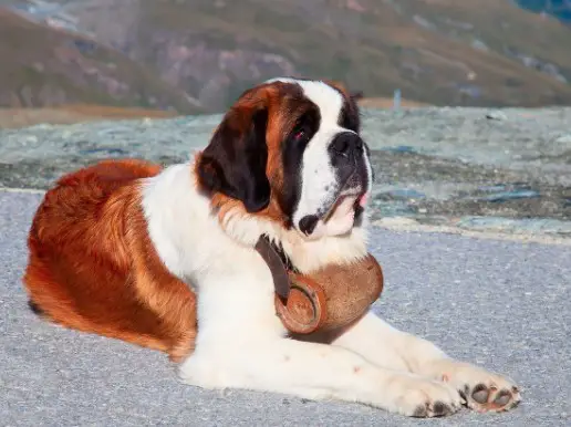 A St. Bernard Dog lying on the pavement while wearing a keg of brandy around its neck
