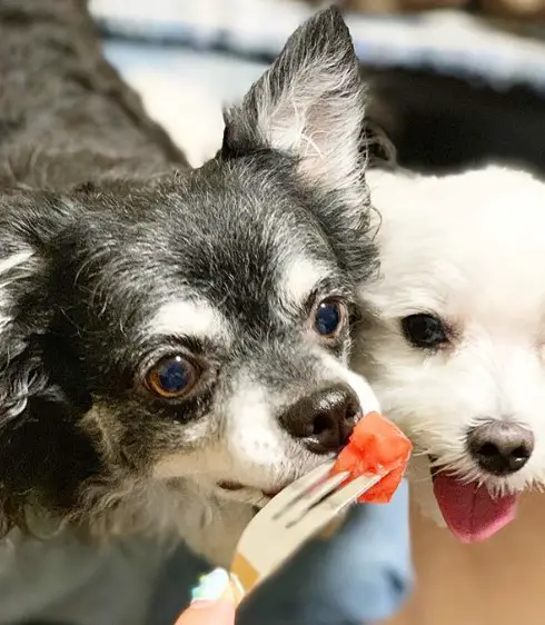 Chihuahua smelling the fruit in the fork next to white dog