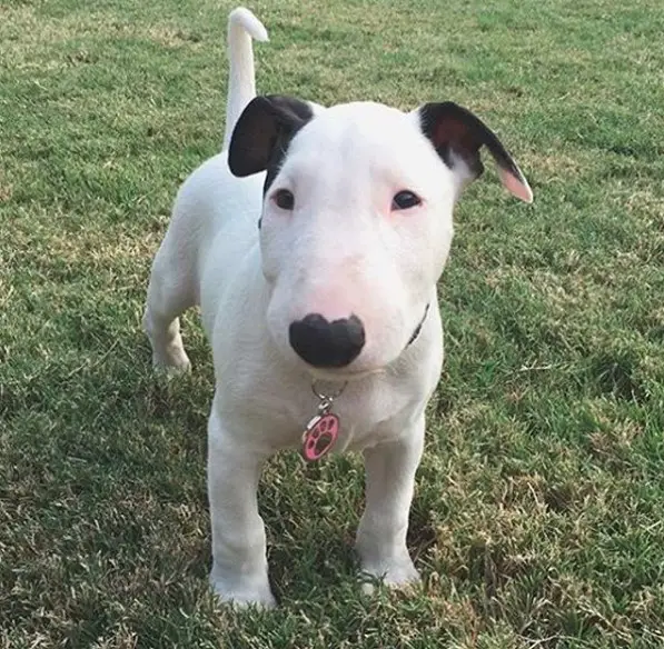 A Bull Terrier Puppy standing on the grass