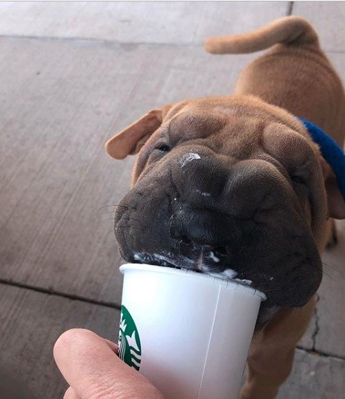 Shar Pei licking a starbucks drink