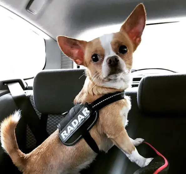 Chihuahua standing up behind the backseat