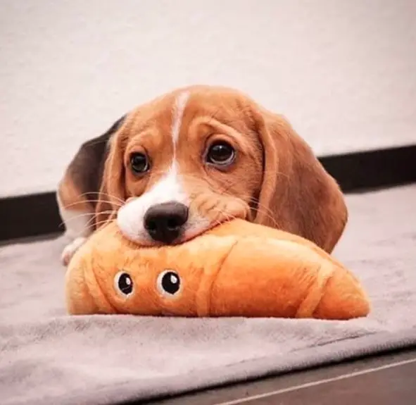 Beagle on the floor biting its stuffed toy