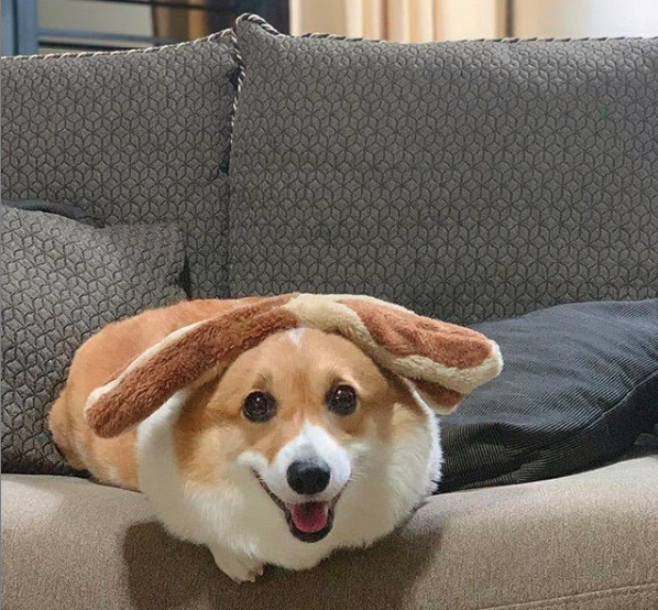 A Corgi with its stuffed to on top of its head while lying on the couch