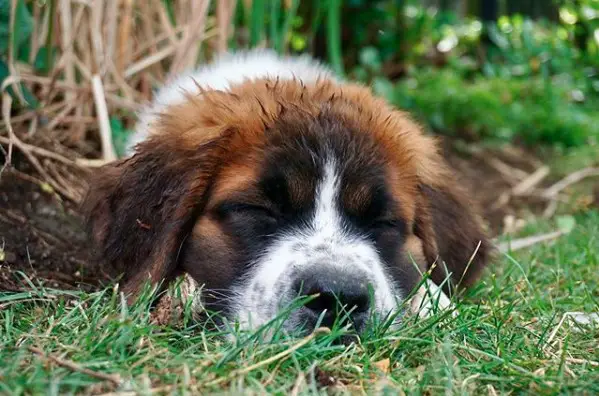 A St. Bernard puppy sleeping on the grass in the garden