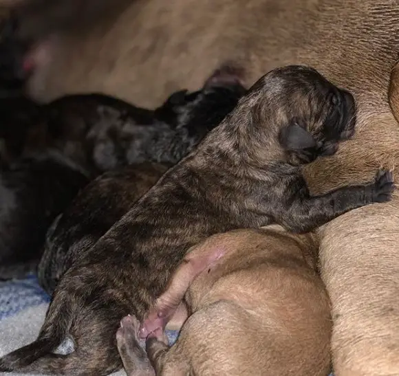 Mastiff puppies feeding from their mother