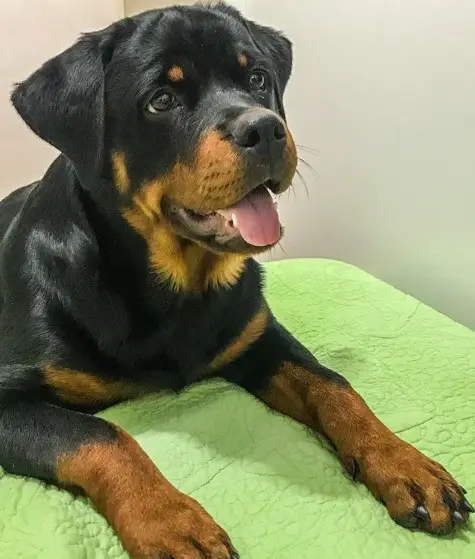 Rottweiler lying on top of the bed