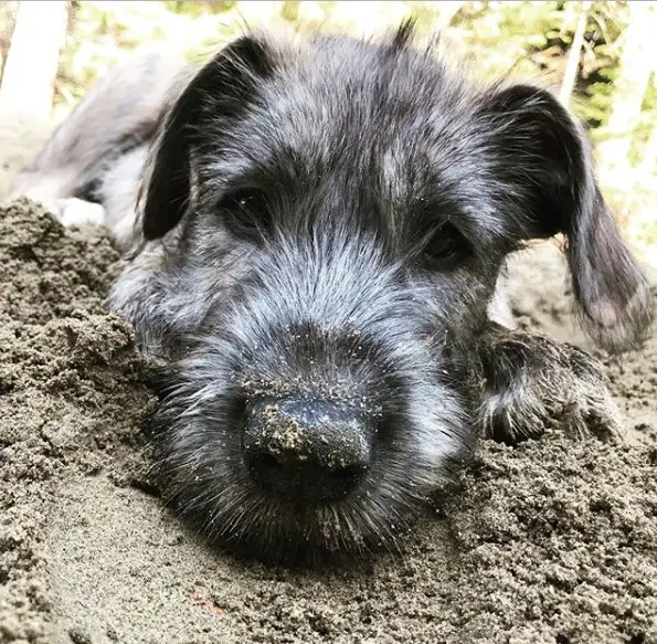 An Irish Wolfhound puppy lying on the ground with dirt on its nose