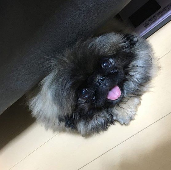 Pekingese under the couch with its tongue out