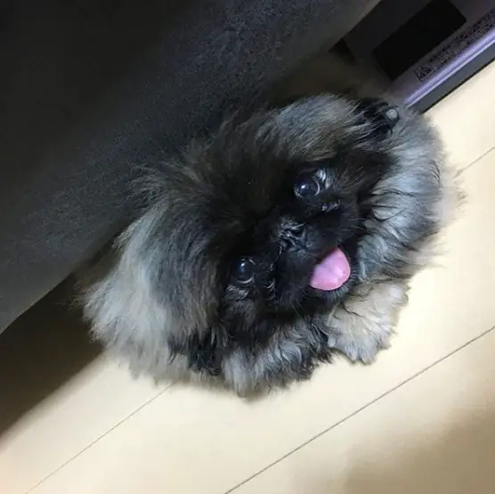 Pekingese under the couch with its tongue out