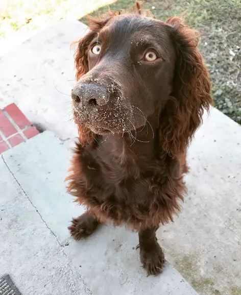 A Boykin Spaniel sitting on the pavement with sand on its mouth