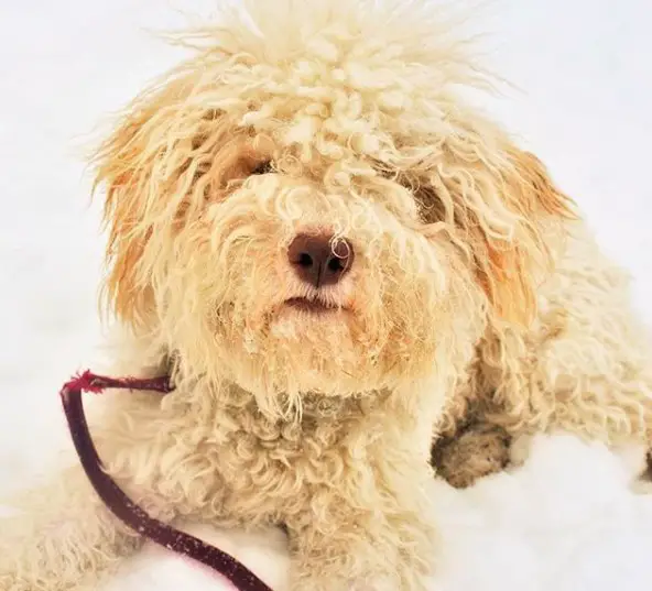 A yellow Lagotto Romagnolo lying in a snow