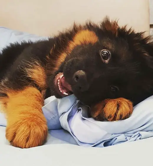 A German Shepherd puppy biting the cloth on the bed