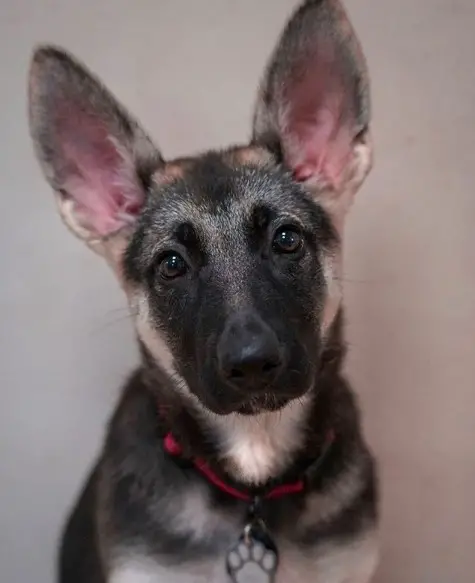 German Shepherd Puppy looking with its adorable face