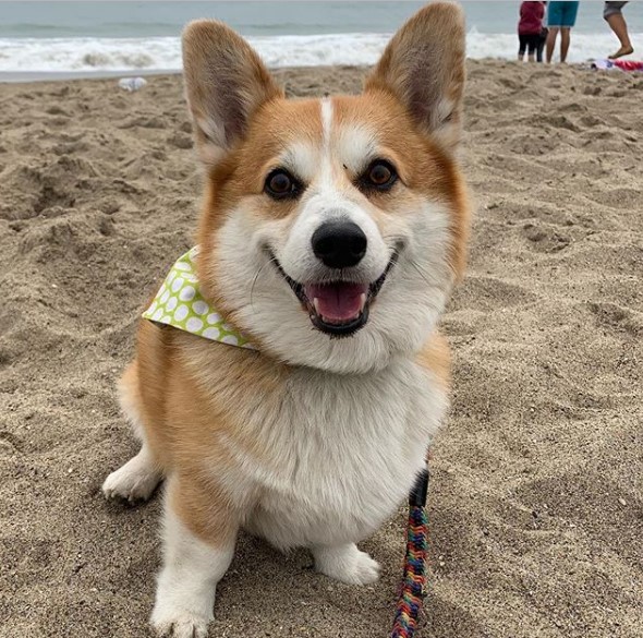 happy Pembroke Welsh Corgi sitting in the sand at the beach