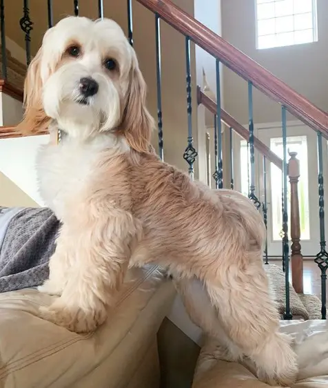 A Tibetan Terrier standing between the couch and the chair