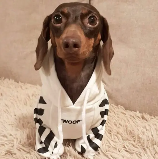 Dachshund sitting on the carpet wearing a sweater with a hoodie