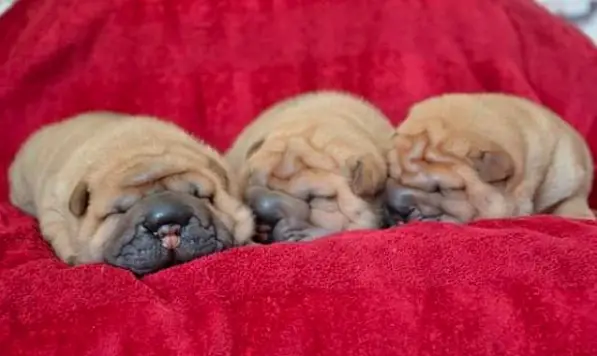 three Shar Pei puppies sleeping beside each other on a red blanket