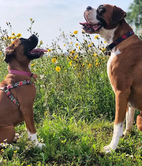 an adult and puppy Boxers sitting in front of each other in the field of wild flowers