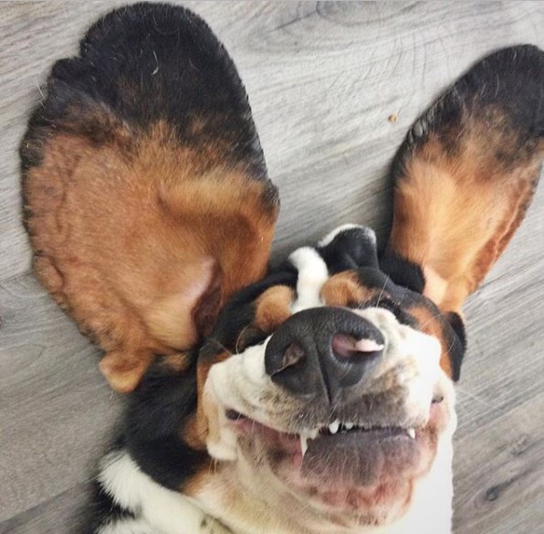 Basset Hound lying on the floor with spread out ears and wrinkled face