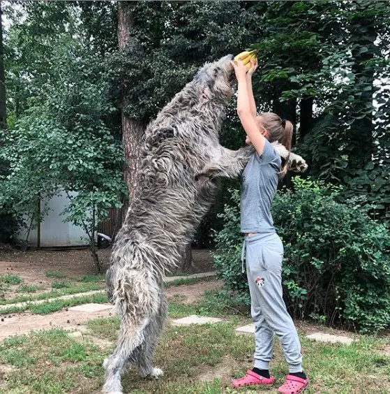 An Irish Wolfhound standing up reaching for the banana in the hand of the woman standing on in front of him