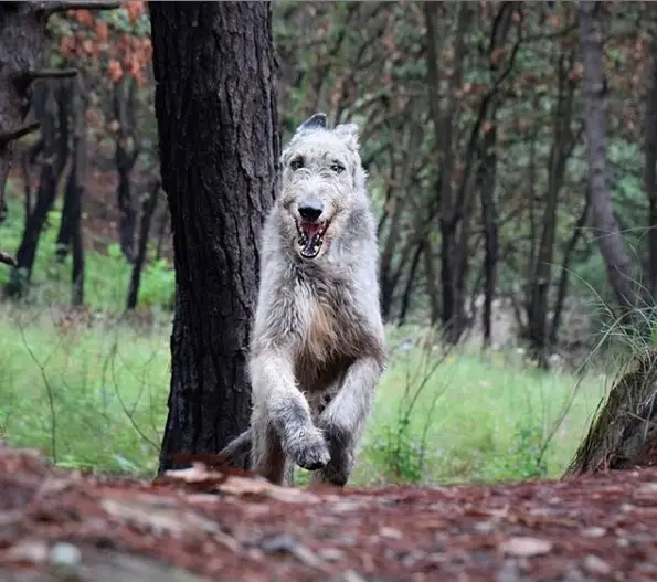 An Irish Wolfhound running in the forest