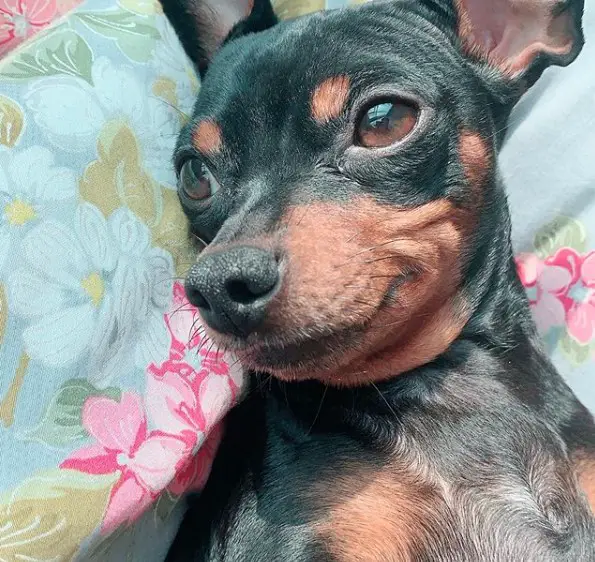 A Miniature Pinscher lying on the bed while smiling