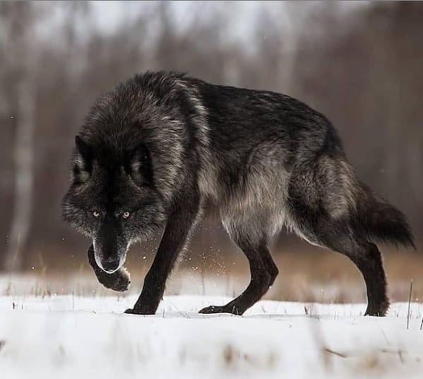 furious wolf walking in snow