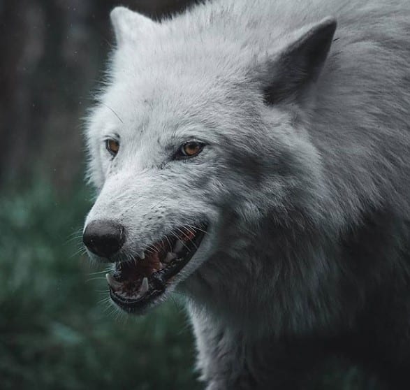 A growling white Wolf