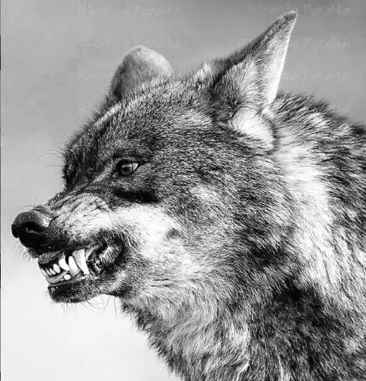 A black and white photo of a growling Wolf showing its teeth