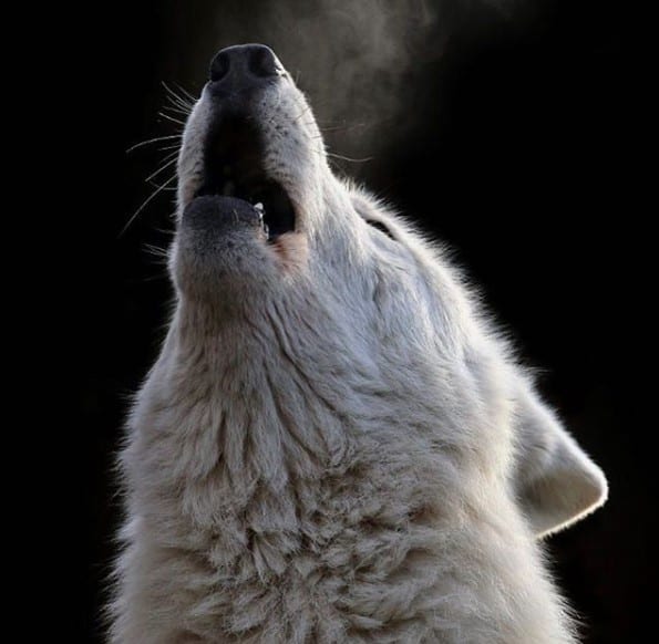 white Wolf howling with a black background