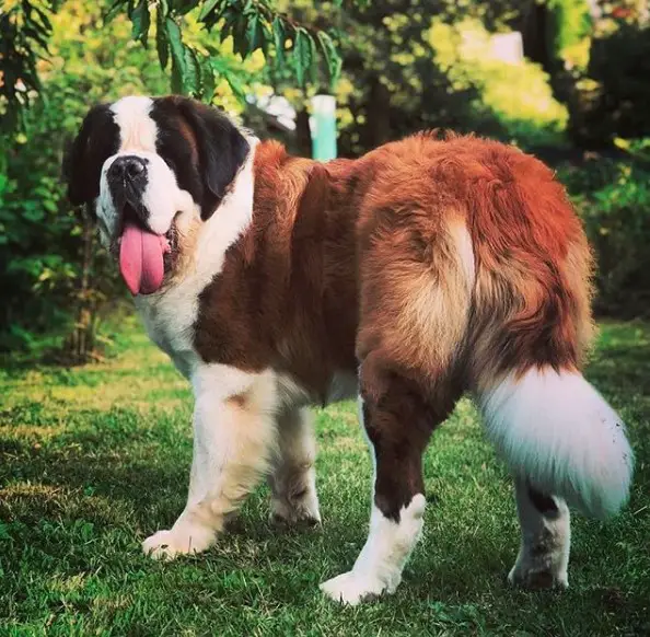 A St. Bernard Dog standing on the grass in the yard while sticking its tongue out