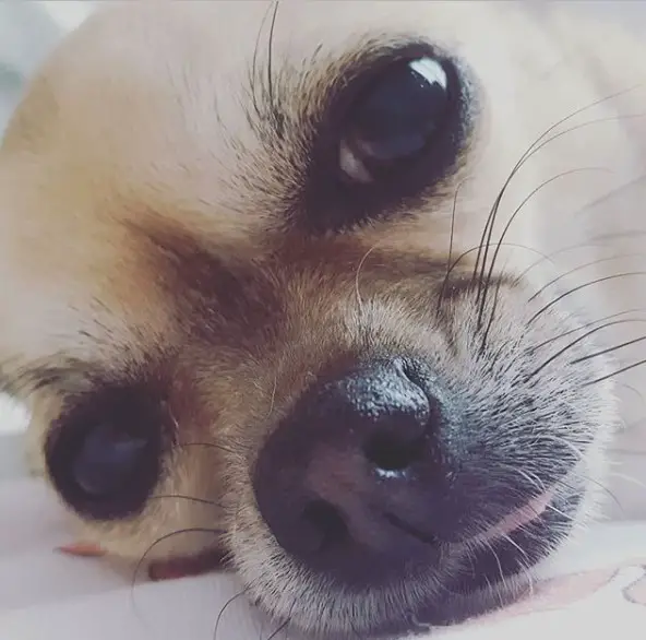 adorable face of a Chihuahua while lying on the bed
